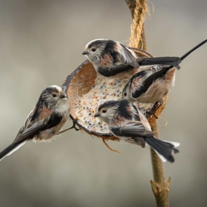 Redwell   27 1 2017   D3s (341 Of 369).jpg